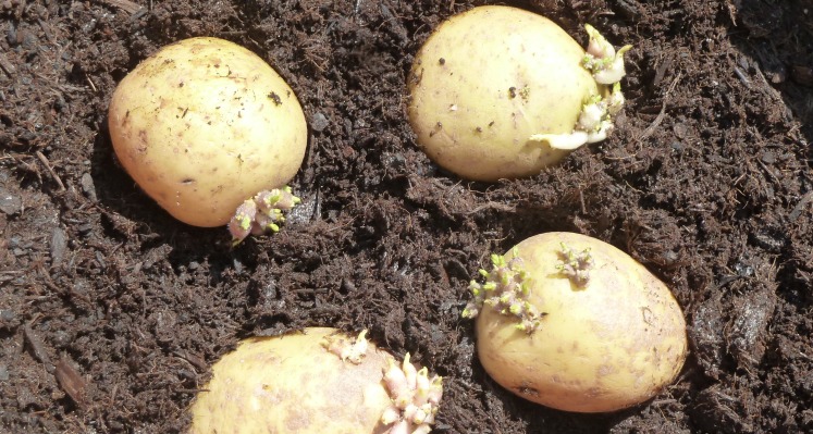 Potatoes in soil.