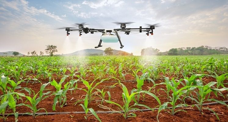 Drone spraying pesticide over corn fields.