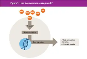 Figure 1: How does quorum sensing work? 2 1