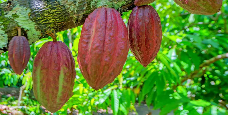 Image_shows_cacoa_tree_affected_by_climate_change_indicating_how_cocoa_production_is_under_pressure