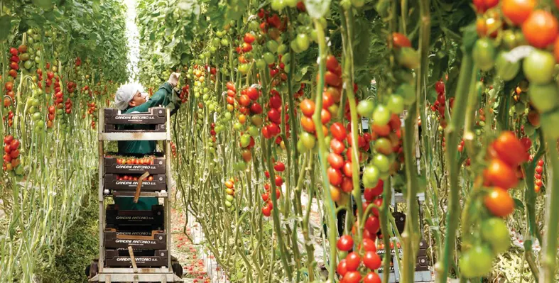 farmer plucking tomatoes in farm