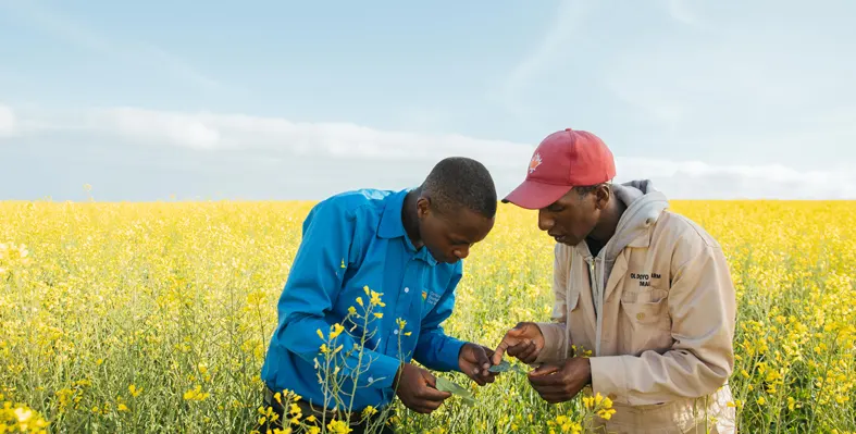 farmers in a field