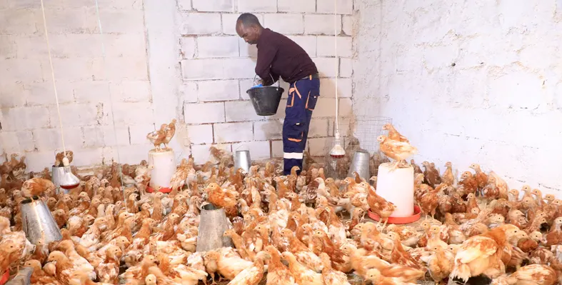 farmer in a chicken barn