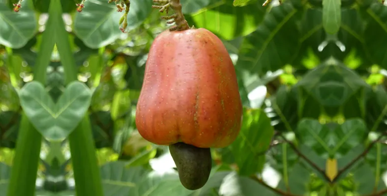 cashew nut