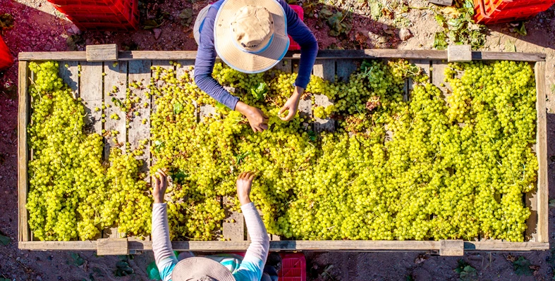 SA raisin production