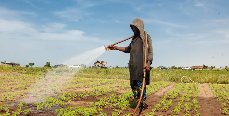 A man watering crops in a field 