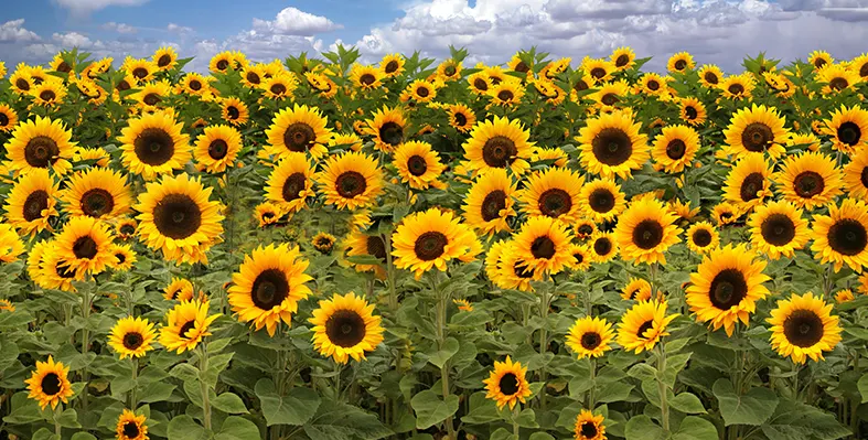 Image_shows_sunflower_field_indicating_Tanzania's_profit_with_the_introduction_of_a_new_Sunflower_Processing_Unit