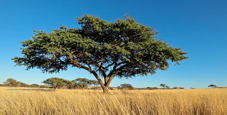 image_shows_Vachellia_erioloba_which_has_been_discovered_to_be_a_natural_livestock_feed_alternative