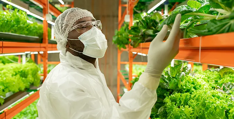 Image_of_inspection_food_safety