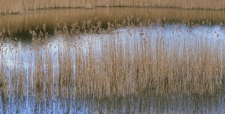 Image_of_welands