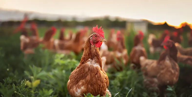 Poultry_chick_on_a_farm