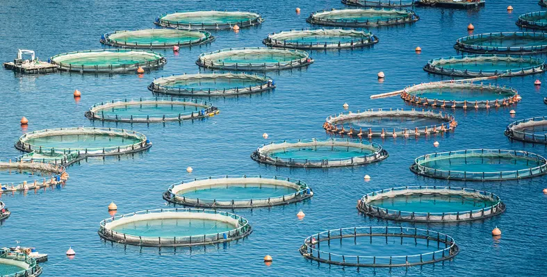 A workshop was organised to align national fisheries and aquaculture strategies and agricultural investment plans with the PFRS. (Image source: Adobe Stock) Image_of_fish_farming