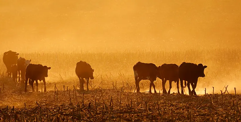 Silhouettes_of_cows