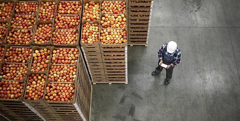 Egypt is actively working to boost its position in the international agriculture market. (Image source: Adobe Stock)