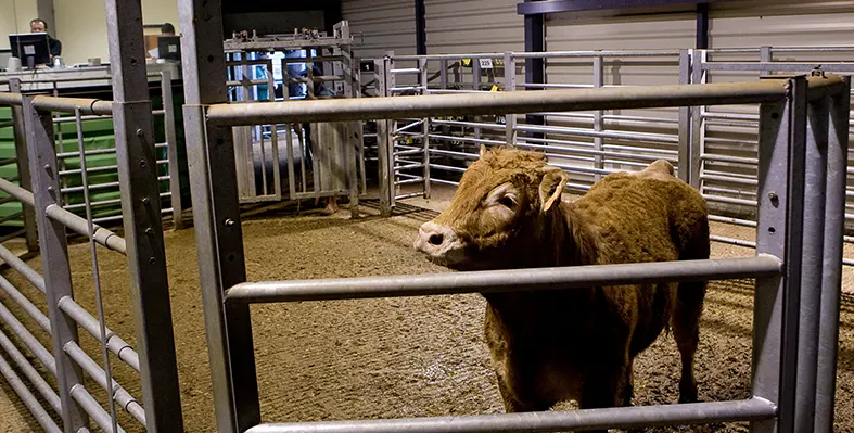 Image_of_Livestock_breeding_center