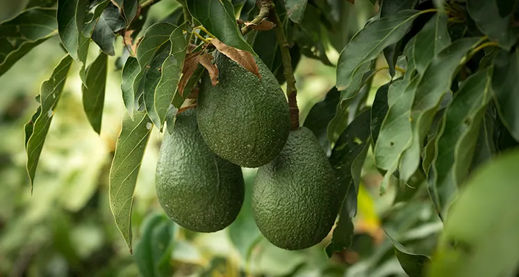 avocado_farming