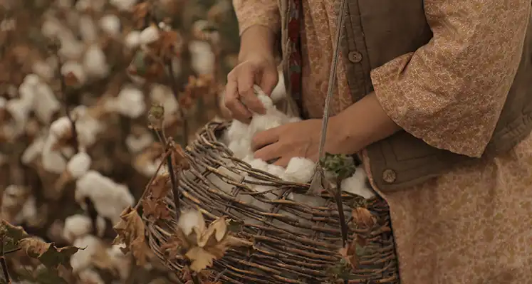 Uganda_cottom_yields_programme