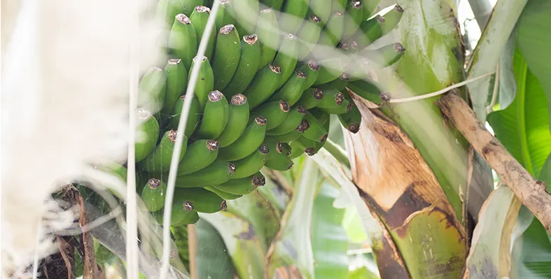 Banana_top_virus