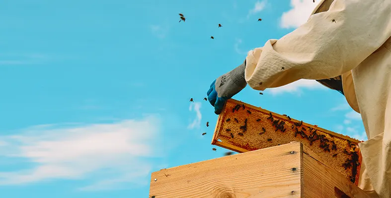 Beekeeping