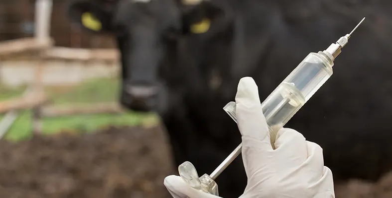 Its goal is to create bacteriocin-rich extracts from specially engineered lactic acid bacteria.  Image_of_BAC4RumA_project