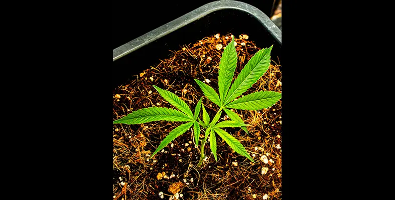 The cannabis market evolving in South Africa. Image_of_cannabiscrop