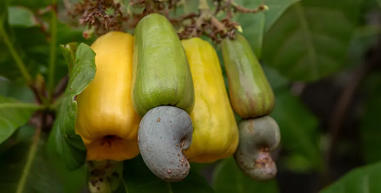 Image_of_nigeria_cashew_industry