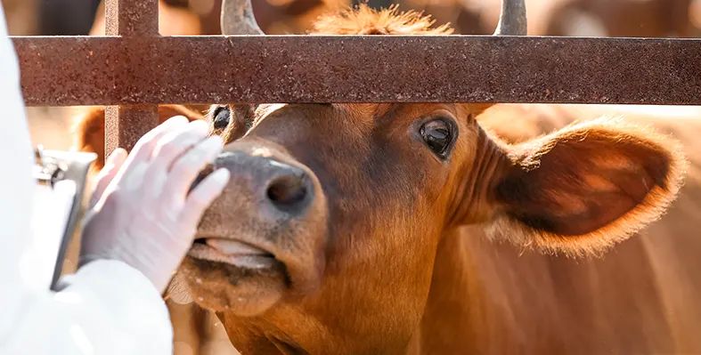 Image_of_FMD