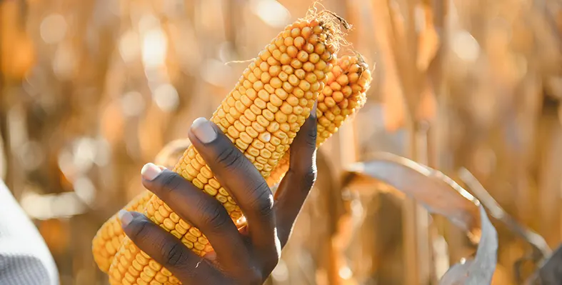 For farmers across Africa, this development could mean more predictable prices. Image_of_maize