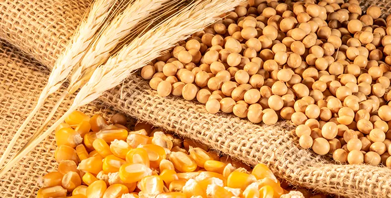 Image_of_soya&corn