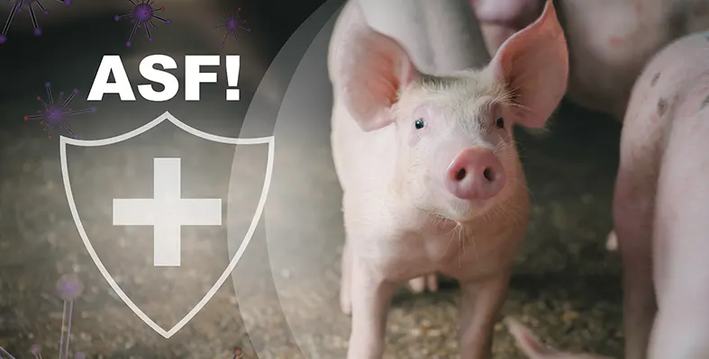 ASF_threat_in_pigs
