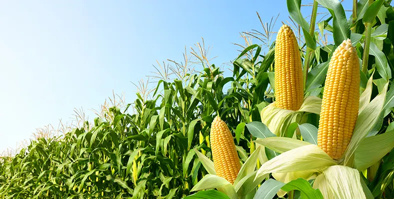 FAO_to_boost_food_security