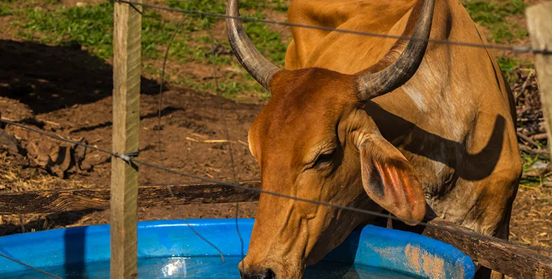 Rwanada_recives_high-gentic_bulls