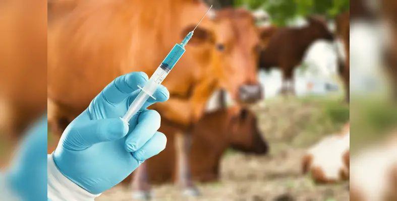 livestock_antibiotic 
