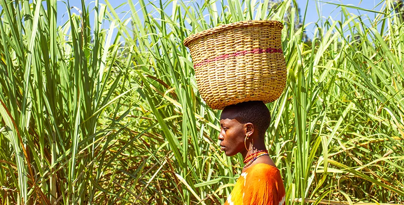 sugarcane_cultivation