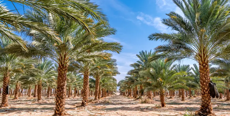 A field full of date palms 