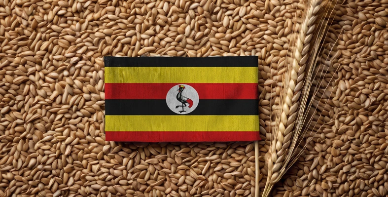 Wheat grains with Uganda flag