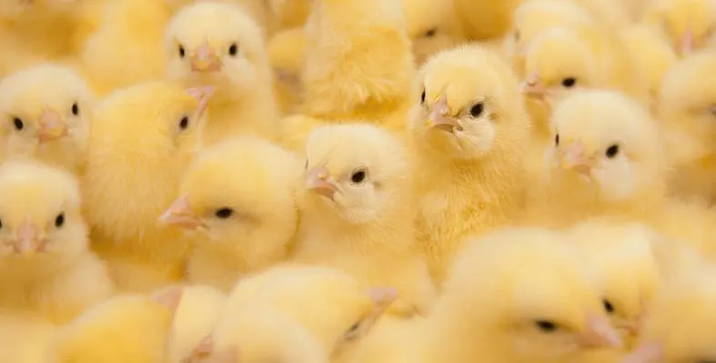 a group of chicks 