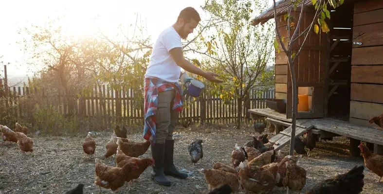 Man_feeding_chicken_in_a_barn