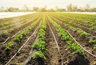 Trends predict that the African agricultural irrigation machinery market will see growth in the next few years. (Image source: Adobe Stock)