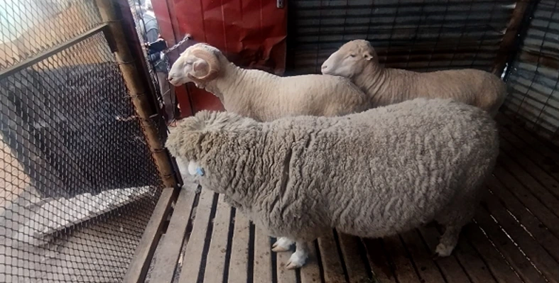 sheep in barn