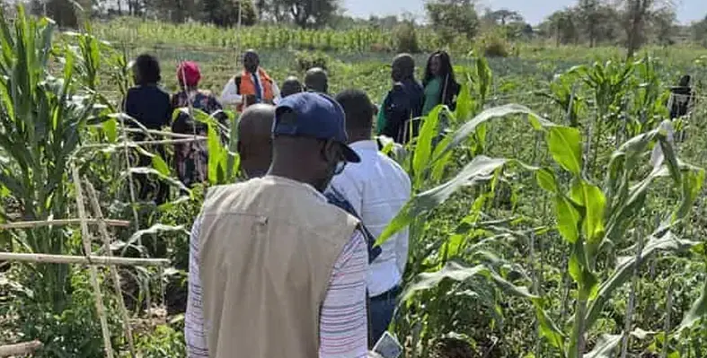 Image_shows_farmers_walking_through_a_field_observing_the_change_in_Malawi's_seed_system_brought_on_through_the_collaboration