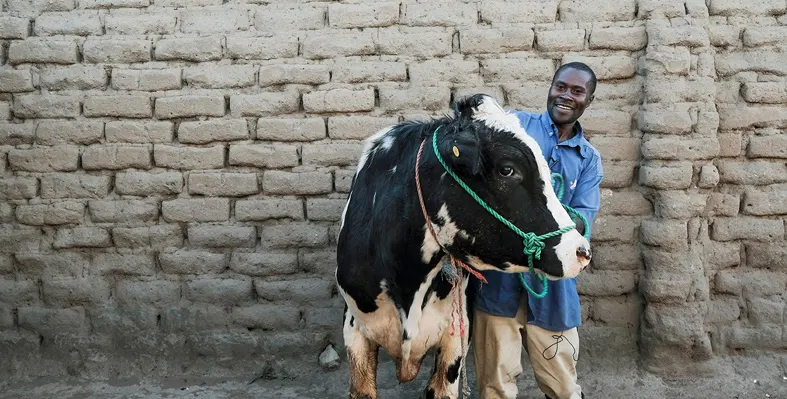 Image_of_African_man_with_cow_signifies_productivity_boost_through_use_of_climate-resilient_livestock_breeding_programmes