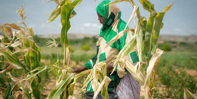 Female farmer in a corn field 