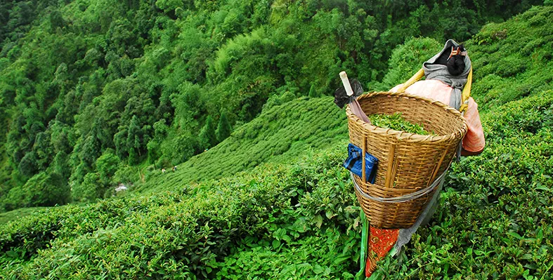 Image_of_teafield