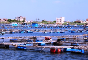 fish cage aquaculture farming