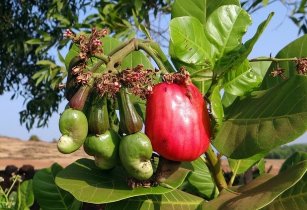 Cooperatives crucial for driving innovation in cashew farming communities
