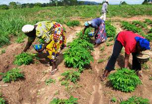 Nigeria refocuses on farming as oil money shrinks