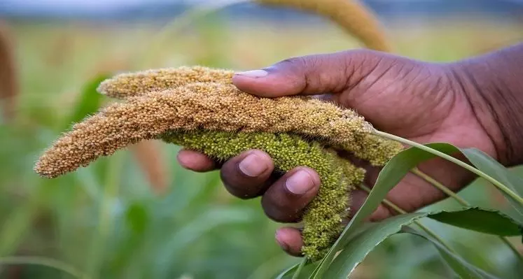 Farmer holding millets in hand