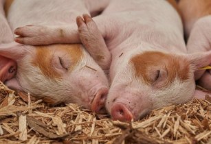 Signis’ effectiveness in pig diets recognised in new peer-reviewed research paper