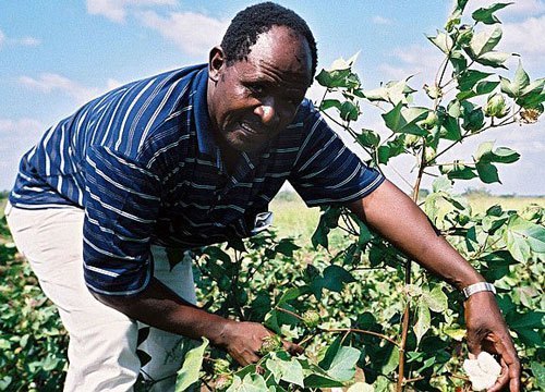 African farmers make full use of GM crops to boost yields